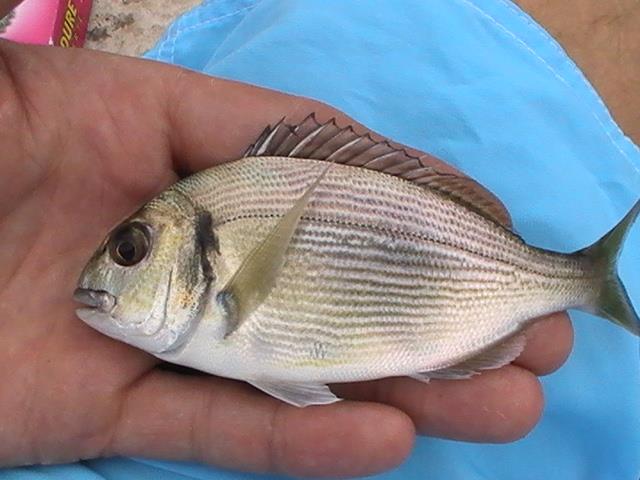 incep sa apara pesti din franta - 2013-08-14-171900-1.jpg